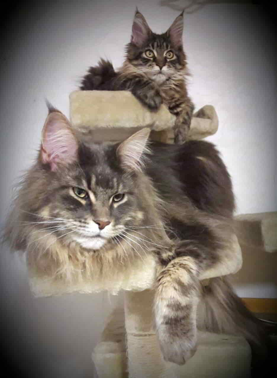 CastleSchätze CastleSchätze