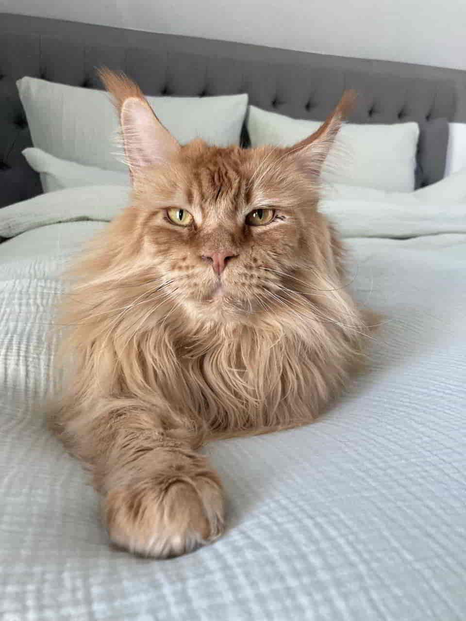 Dave of Maine Coon Castle Dave of Maine Coon Castle