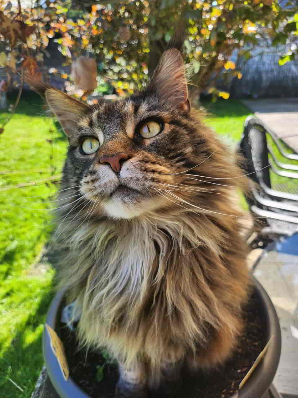 Dina in ihrem Lieblingstopf Dina in ihrem Lieblingstopf