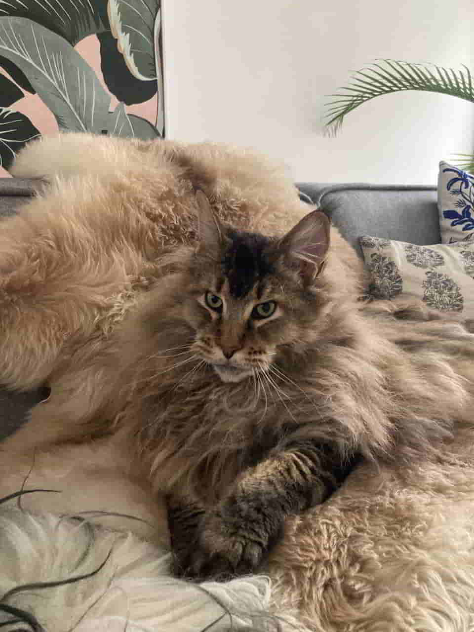 Eigentlich bin ich ein Löwe. Ihr müsst mir huldigen Eigentlich bin ich ein Löwe. Ihr müsst mir huldigen