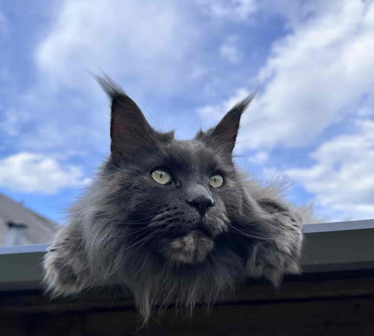 Eine Katze ist nur technisch ein Tier, ansonsten ist sie göttlich Eine Katze ist nur technisch ein Tier, ansonsten ist sie göttlich