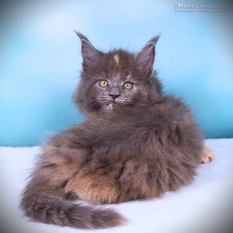 Einfach Zucker Einfach Zucker