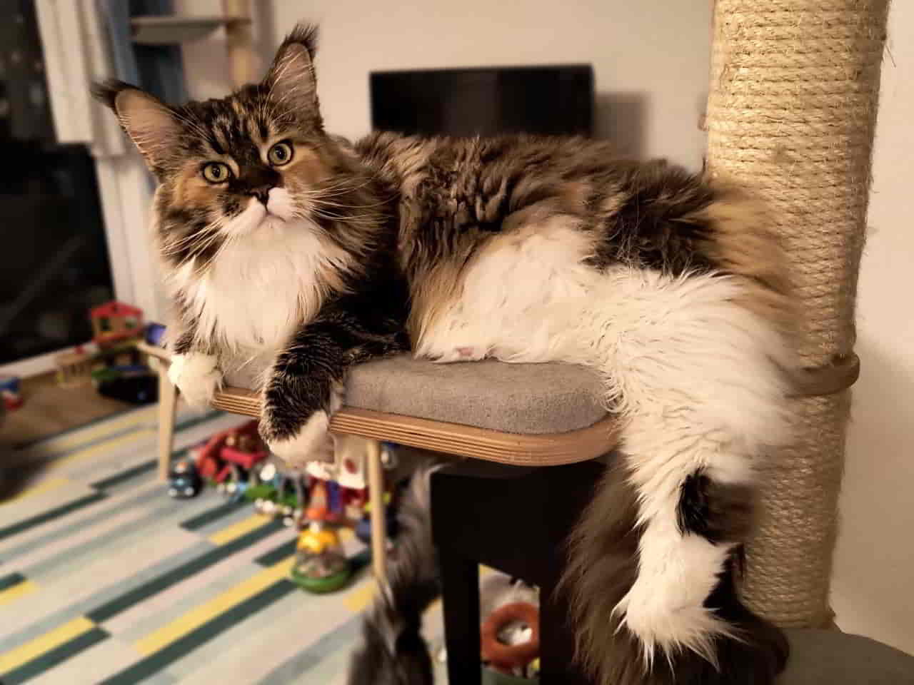 Fotomodel Wilma Fotomodel Wilma