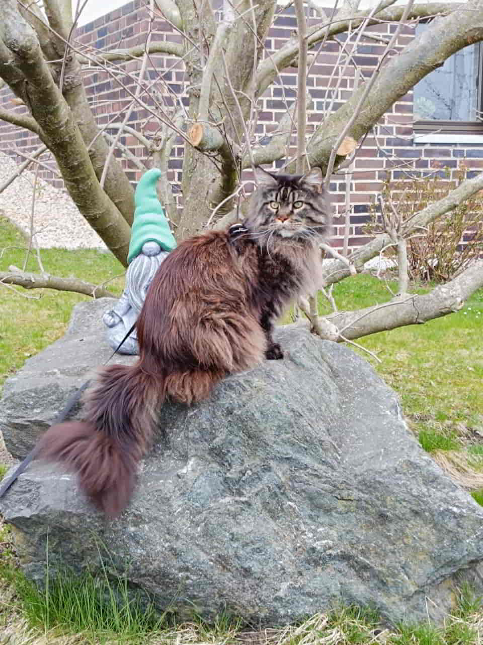 Gandalf of MCC 6 Jahre alt Gandalf of MCC 6 Jahre alt