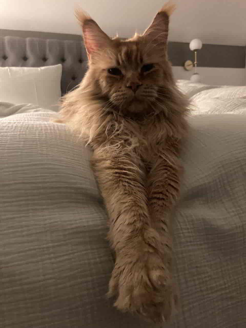 Geniesser Dave Geniesser Dave