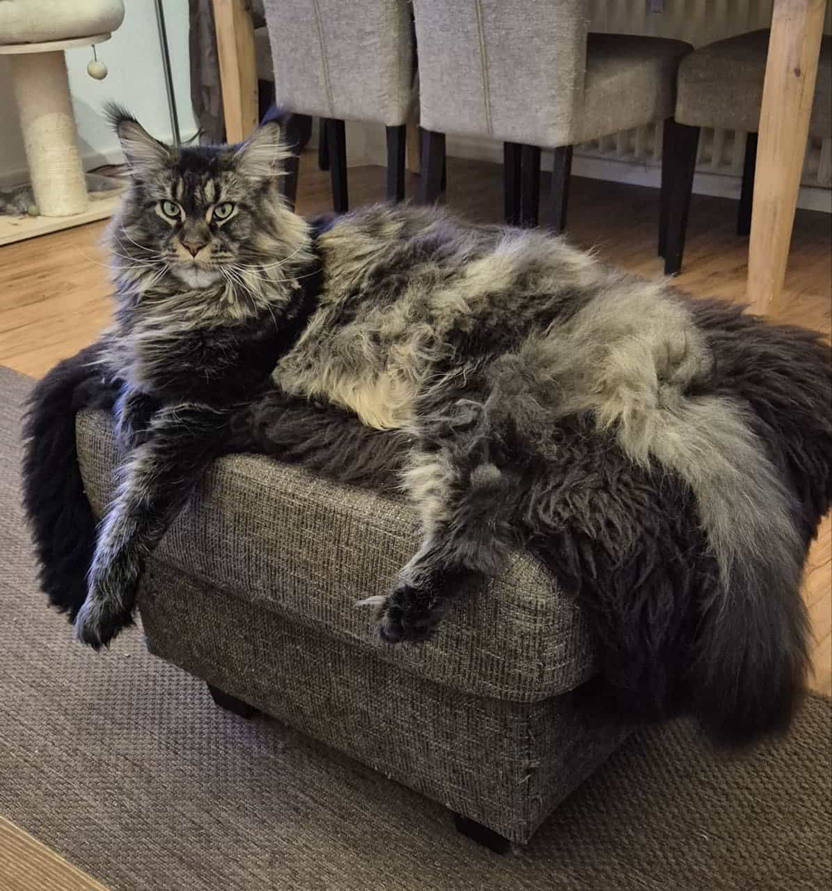 Harris OHNE Lachswürfel Leckerli Harris OHNE Lachswürfel Leckerli