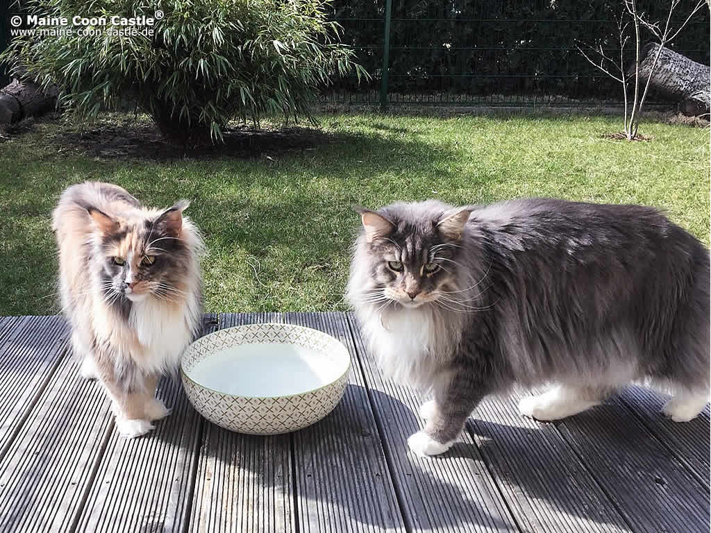 Ilse mit Sohn Avalon Ilse mit Sohn Avalon