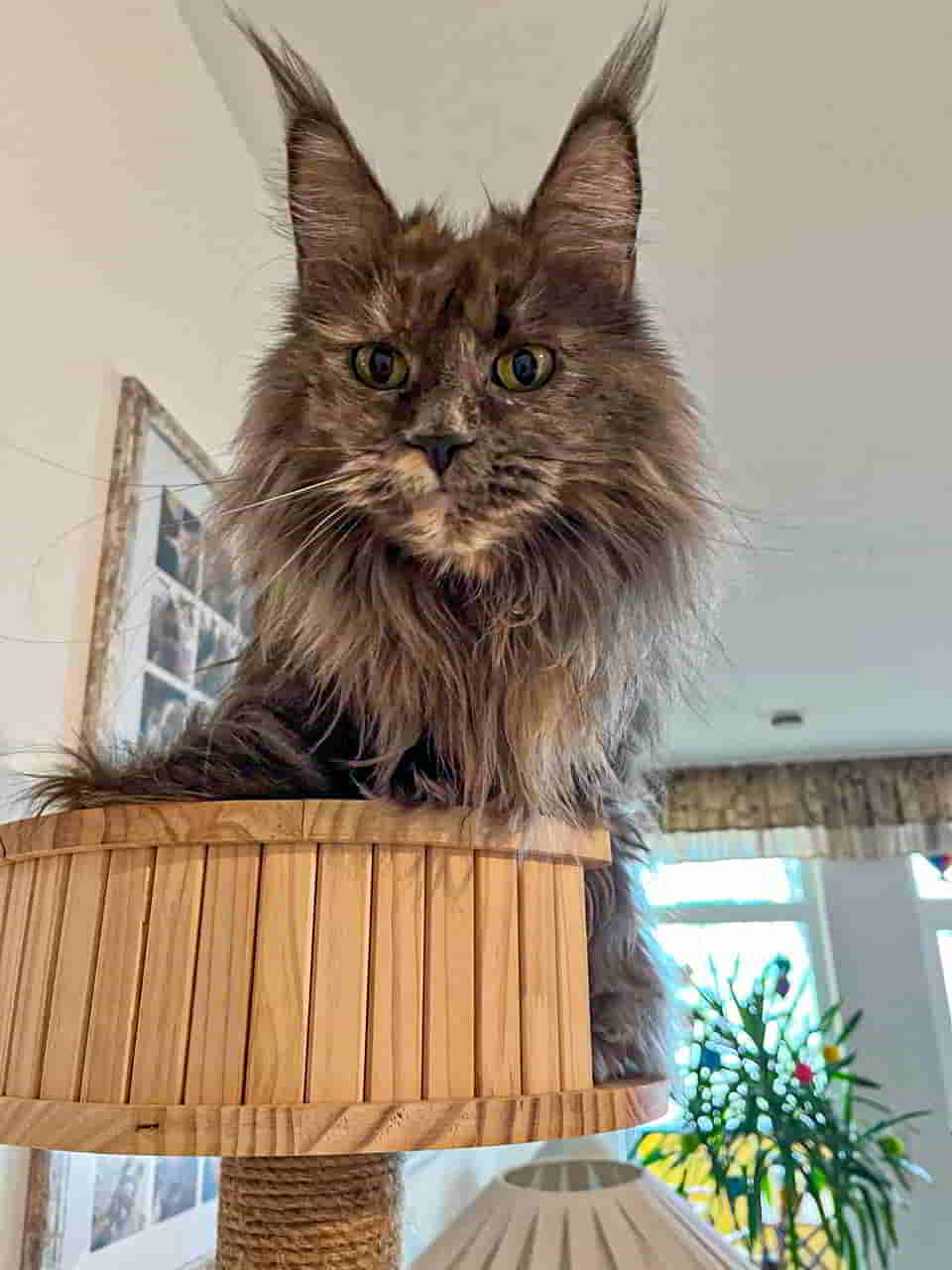 Ivette 5 Jahre alt Ivette 5 Jahre alt