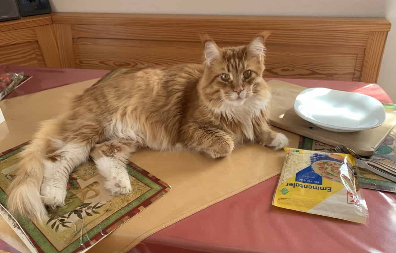 Lecker rote Katze mit Käse Lecker rote Katze mit Käse