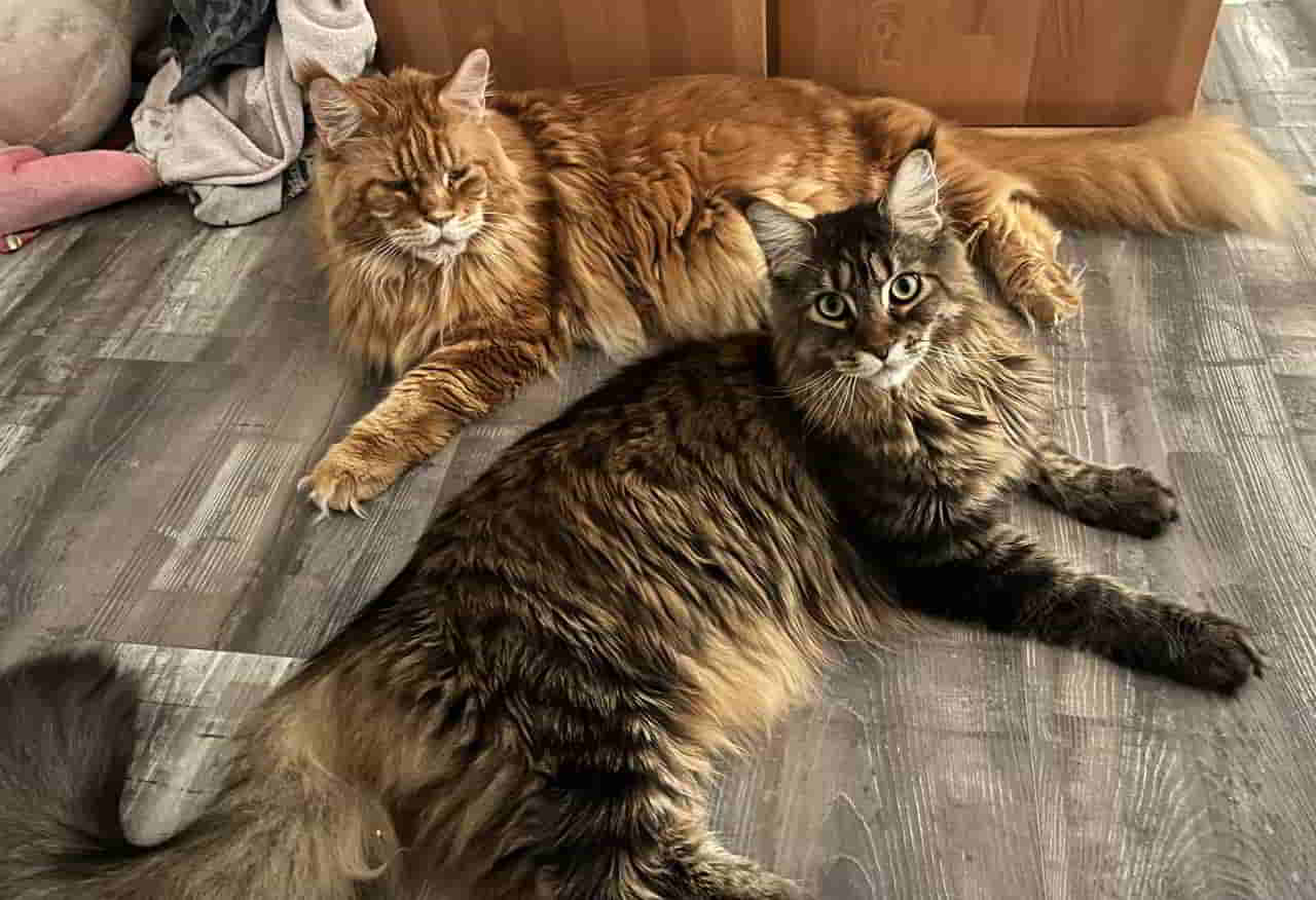 Lilly ich kann mich auch so hinlegen das es aussieht als wäre ich genauso gross wie der kater Lilly ich kann mich auch so hinlegen das es aussieht als wäre ich genauso gross wie der kater