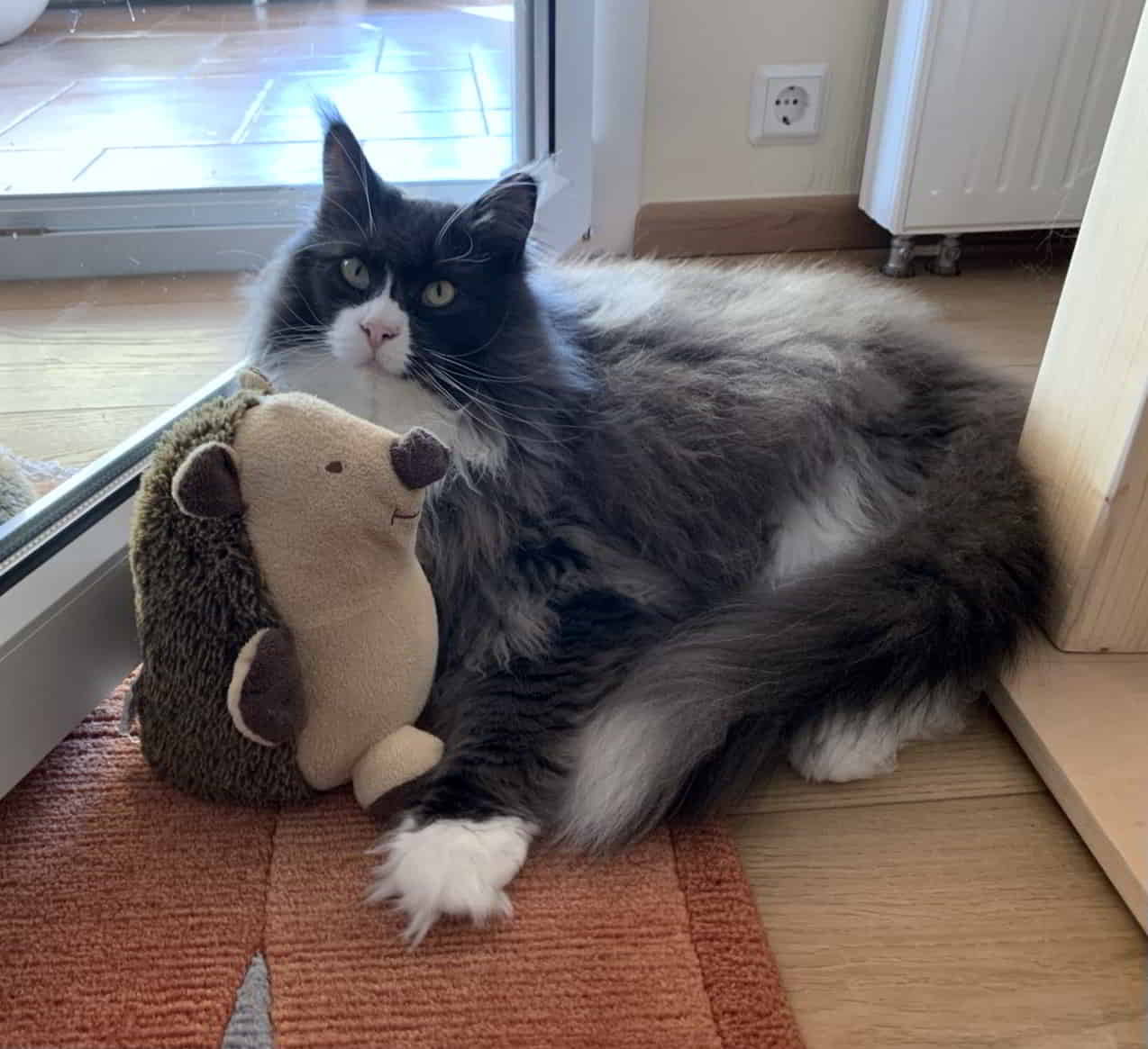 Molly, mein kleiner Türstopper Molly, mein kleiner Türstopper