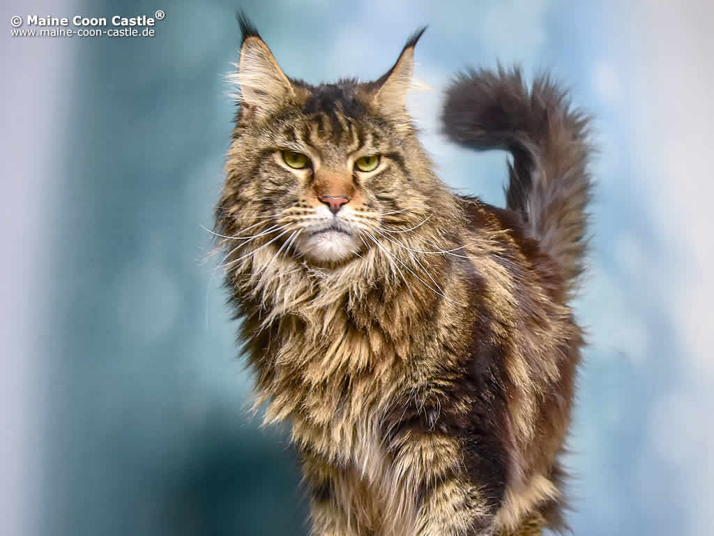 Murphy 3 Jahre und 8 Monate alt Murphy 3 Jahre und 8 Monate alt