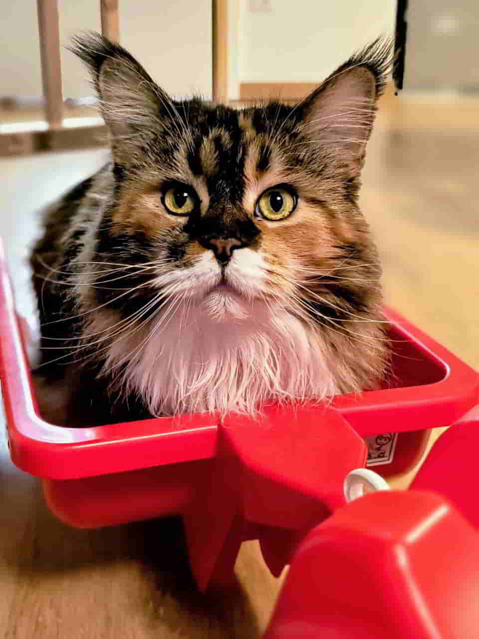 Na, wo wolle mer denn hie Na, wo wolle mer denn hie