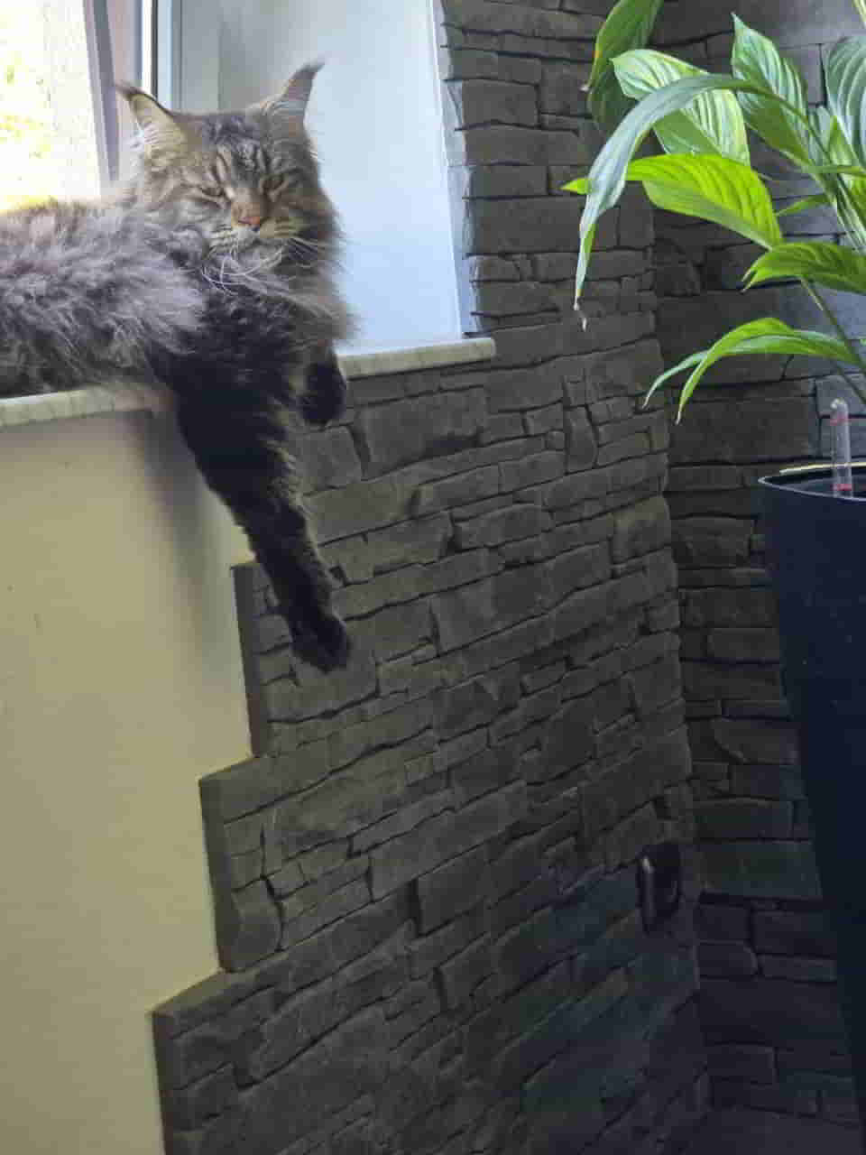 Peppo hat heute ganz schlechte Laune. Sind gerade vom Tierarzt zurück Peppo hat heute ganz schlechte Laune. Sind gerade vom Tierarzt zurück