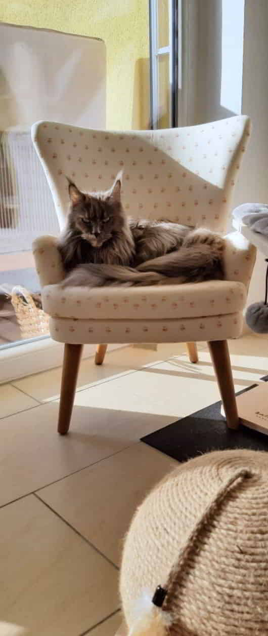 Queen Ivette Queen Ivette