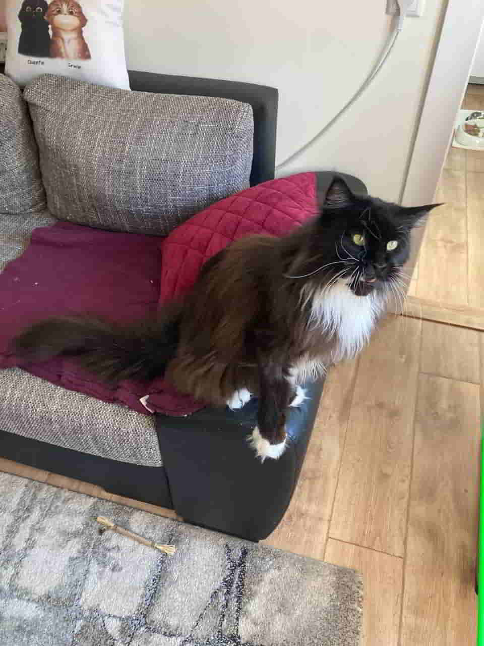 Quentin hat heute bereits die erste Spielrunde eingefordert. Das Personal hat natürlich prompt geliefert Quentin hat heute bereits die erste Spielrunde eingefordert. Das Personal hat natürlich prompt geliefert