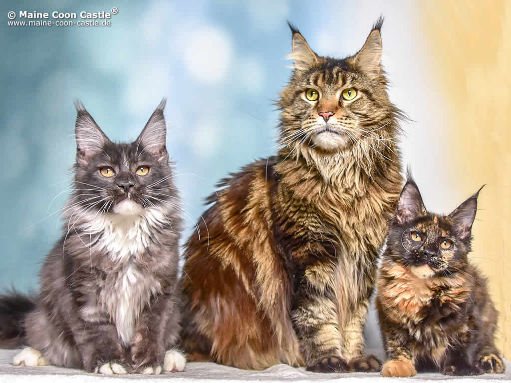 Quinton, Murphy und Victoria Quinton, Murphy und Victoria