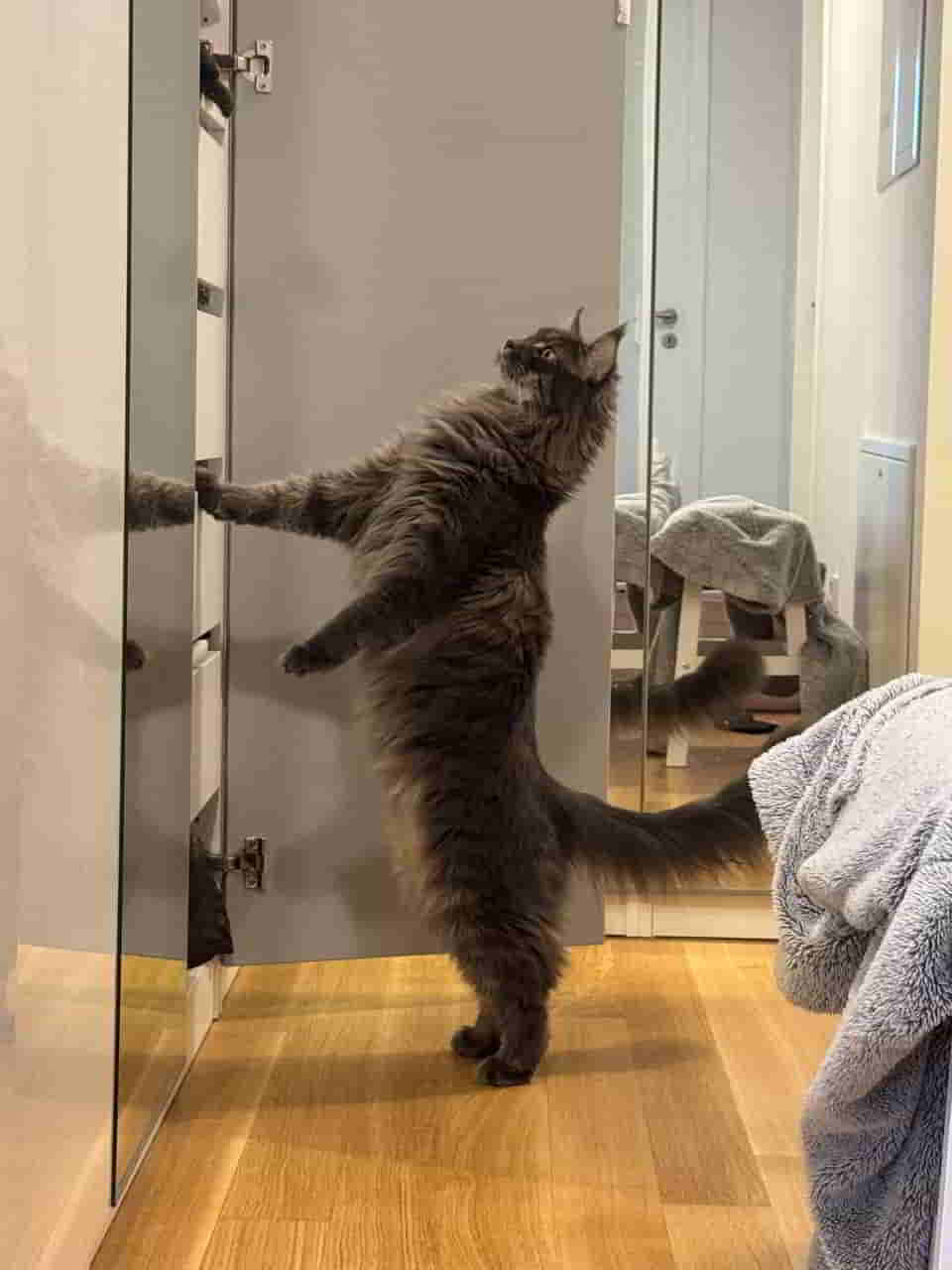 So langsam wird Leo doch groß… 2,5 Jhre alt und 6,0 kg ❤️🤩 So langsam wird Leo doch groß… 2,5 Jhre alt und 6,0 kg ❤️🤩