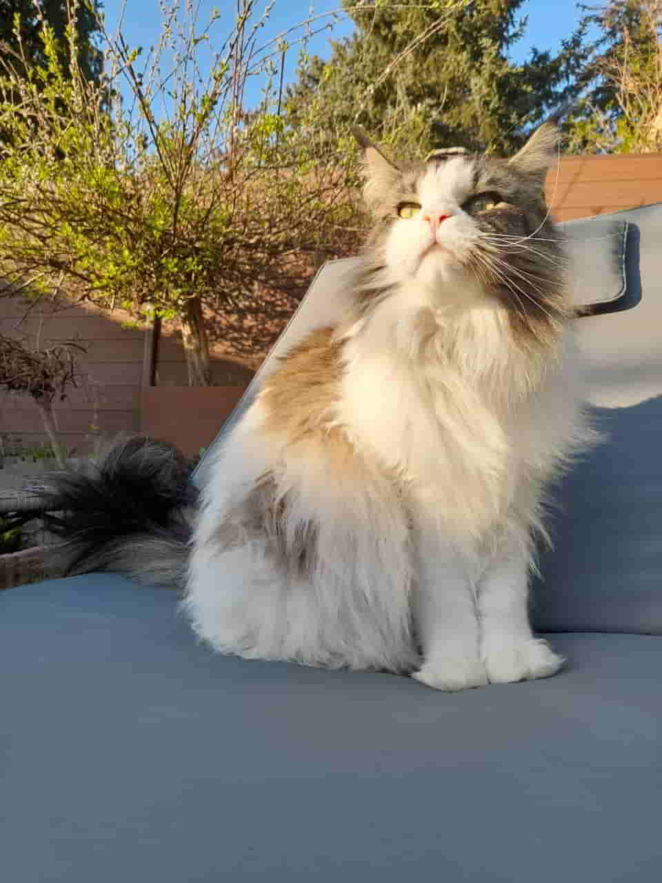 Sonnenanbeter Pelle Sonnenanbeter Pelle