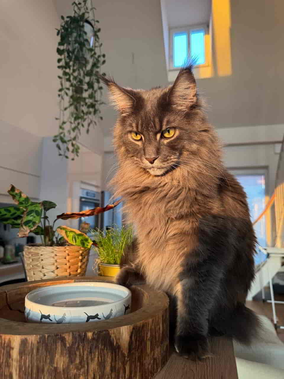 Studie einer Maine Coon Katze Studie einer Maine Coon Katze