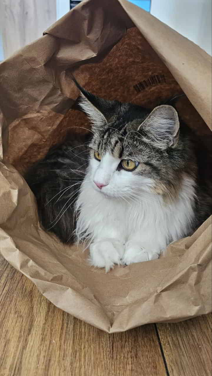 Tütenwinni Tütenwinni