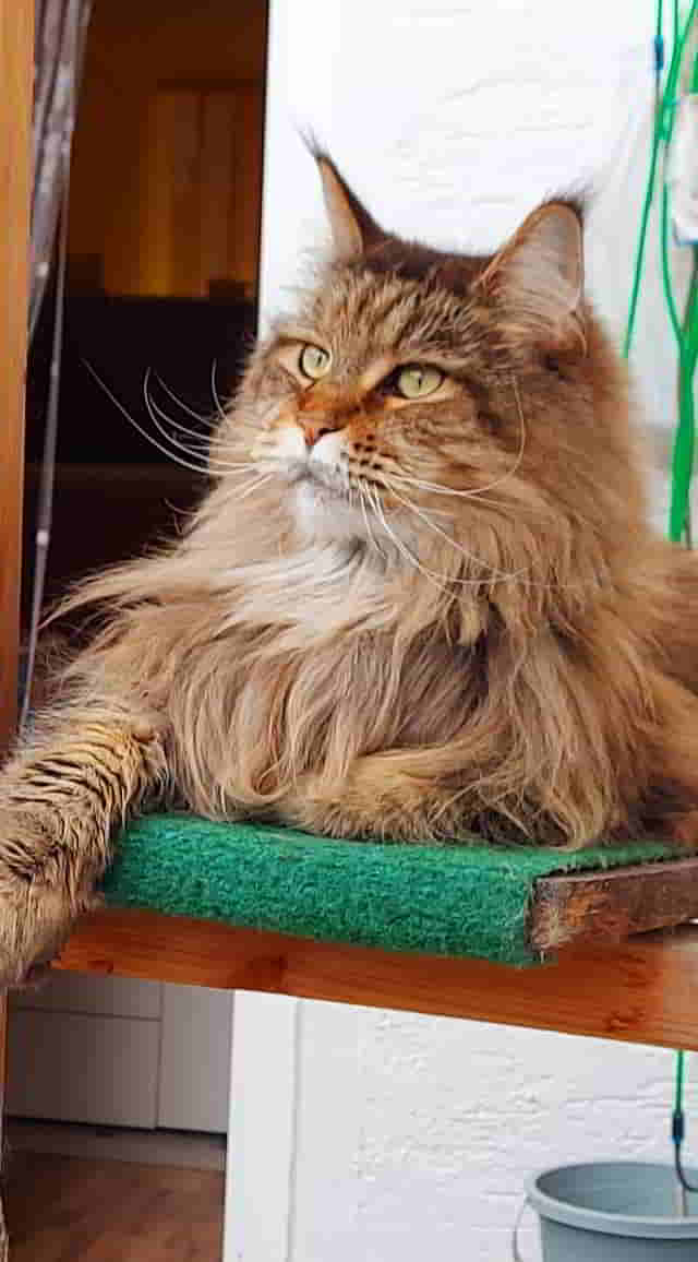 Uriel of Maine Coon Castle 7 Jahre alt Uriel of Maine Coon Castle 7 Jahre alt