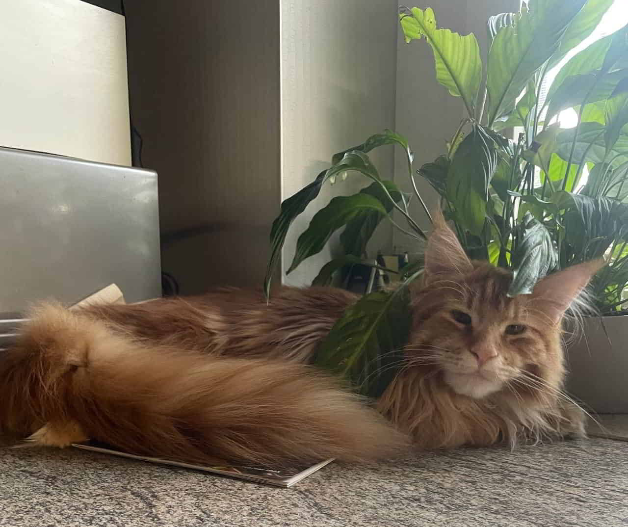 Valentin of MCC im heimischen Dschungel Valentin of MCC im heimischen Dschungel