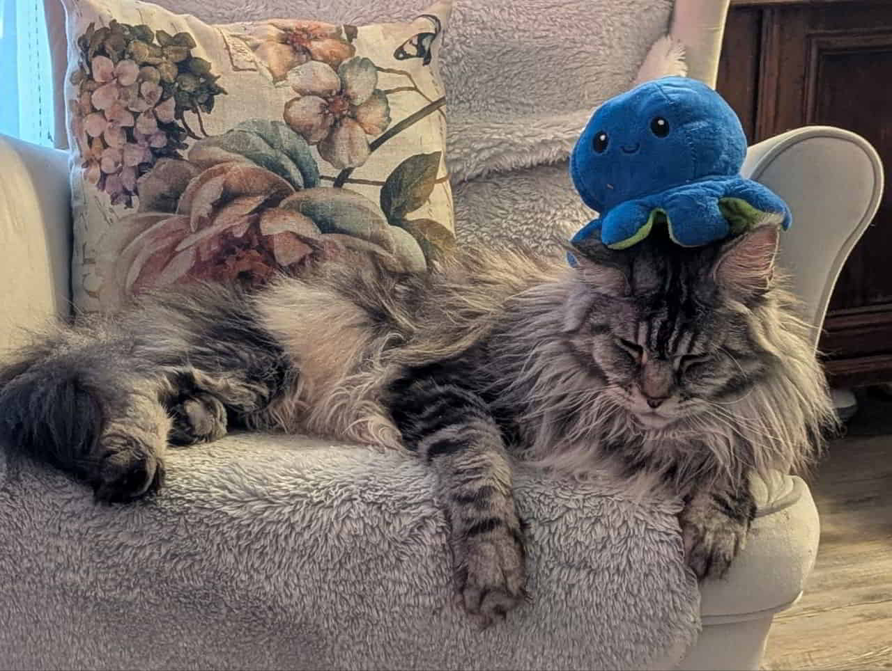 Wenn Theo den Kater dekoriert Wenn Theo den Kater dekoriert