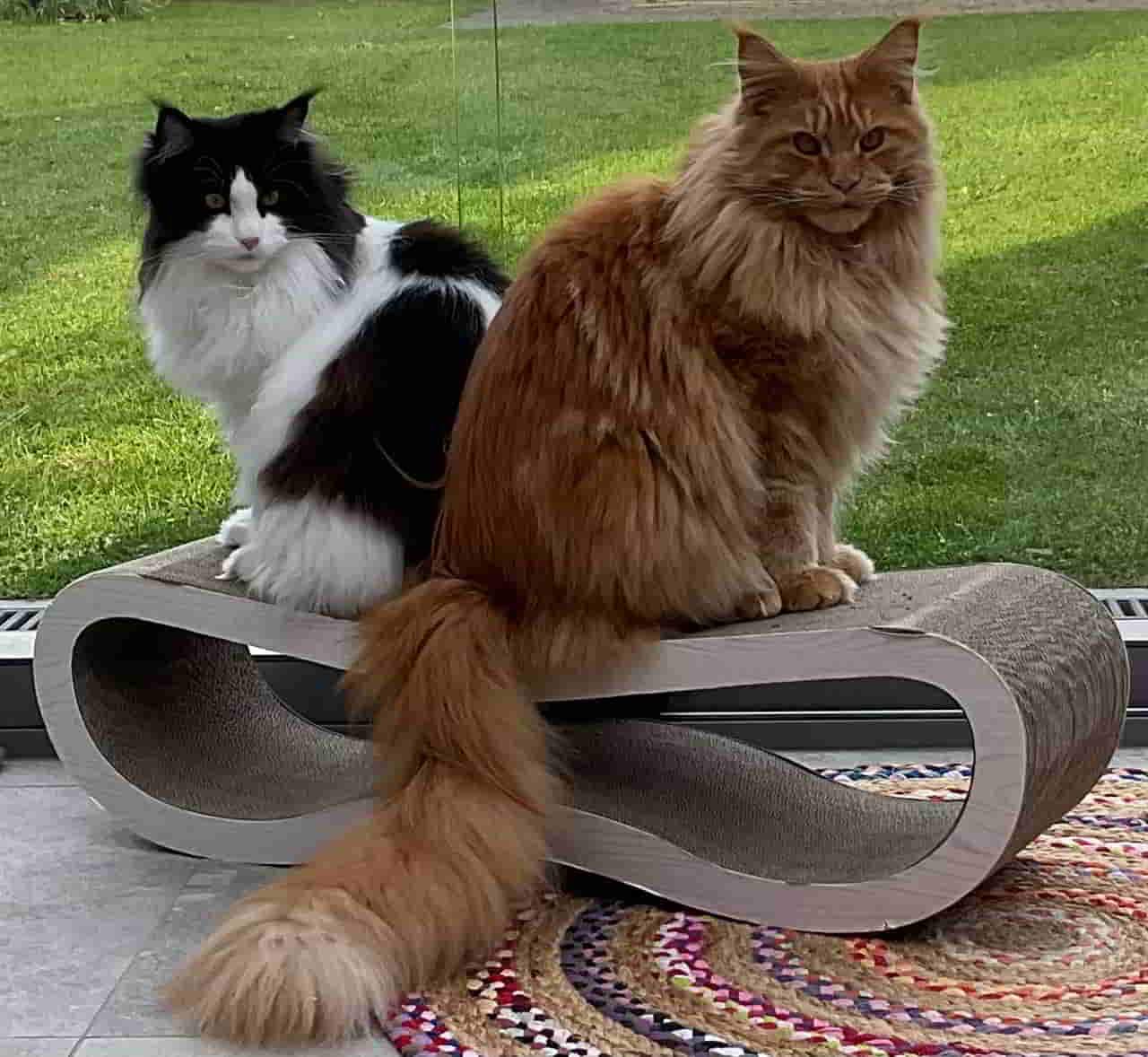 Zeff und Ziva Zeff und Ziva