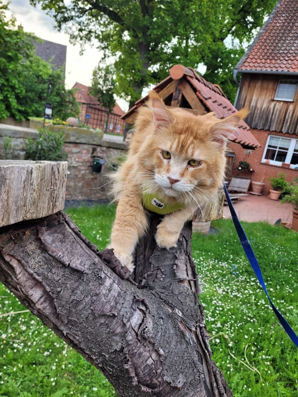 Anton zeigt was er kann Anton zeigt was er kann