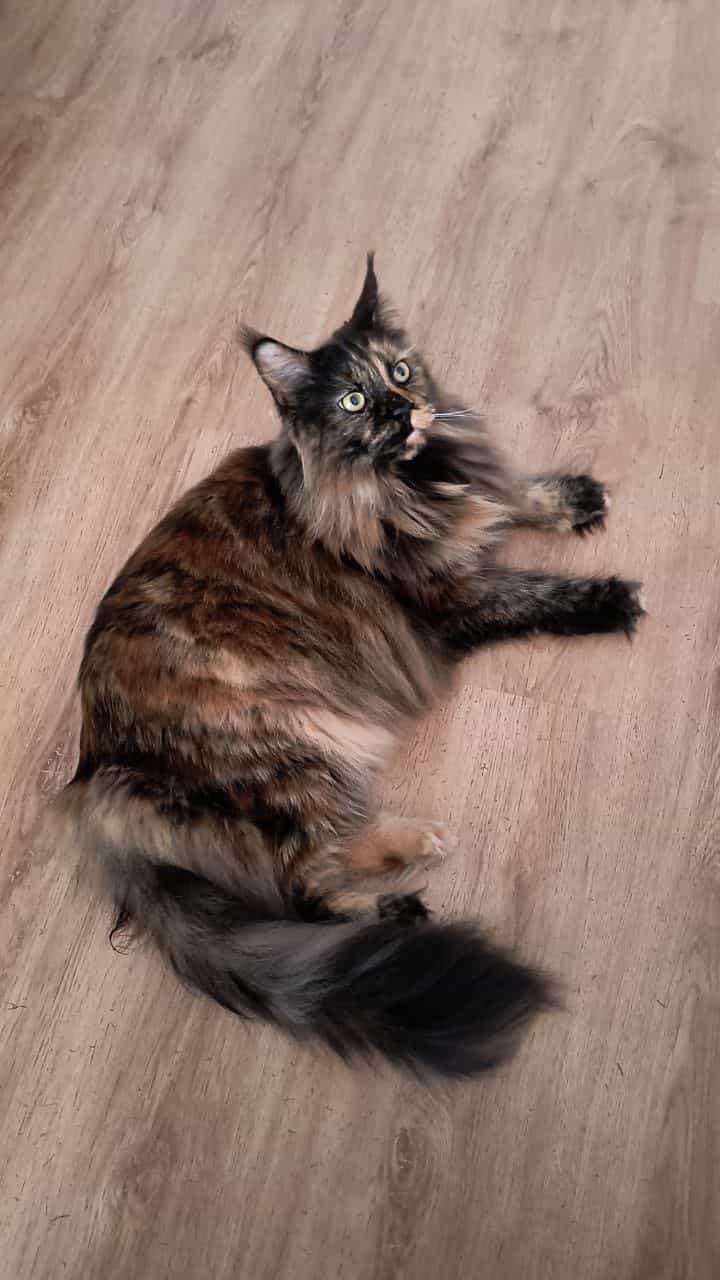 Dieses Jutta Dieses Jutta