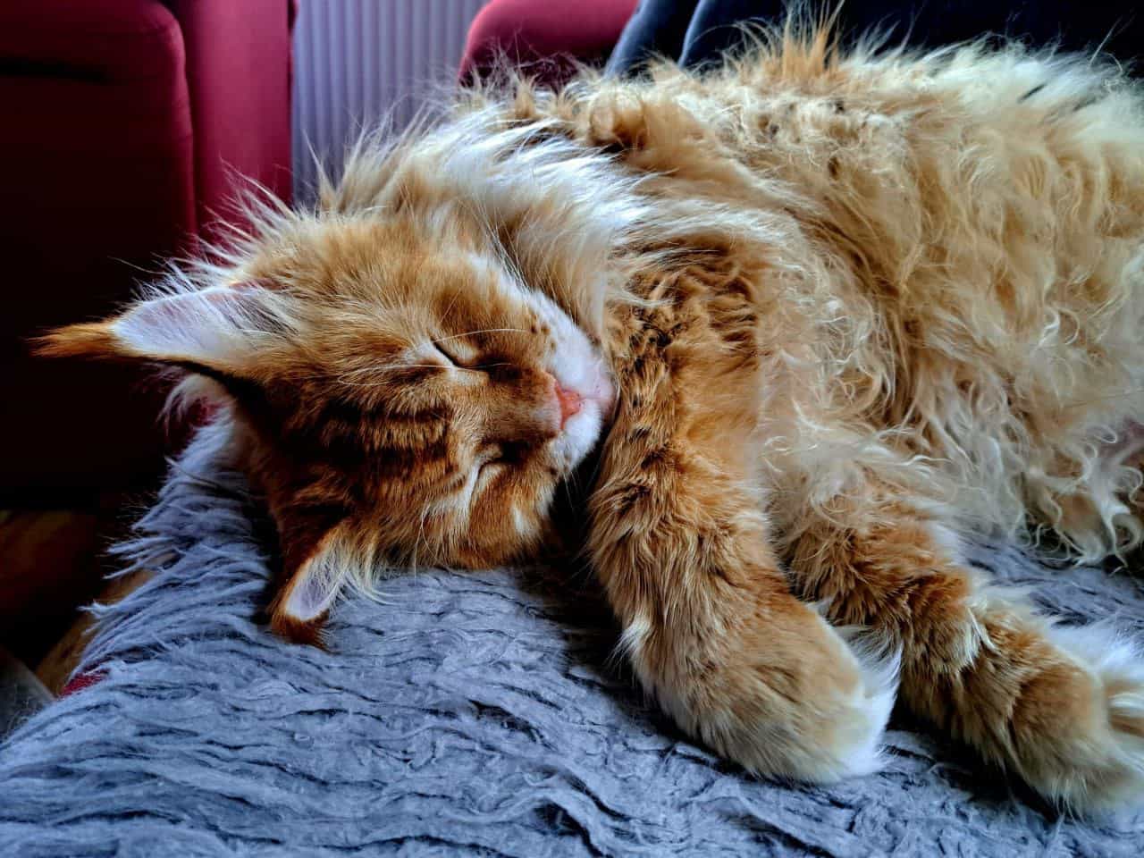 Gusti beim Schläfchen Gusti beim Schläfchen