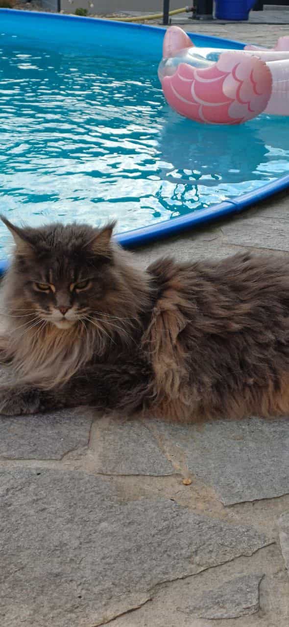 Inka relaxt am Pool Inka relaxt am Pool