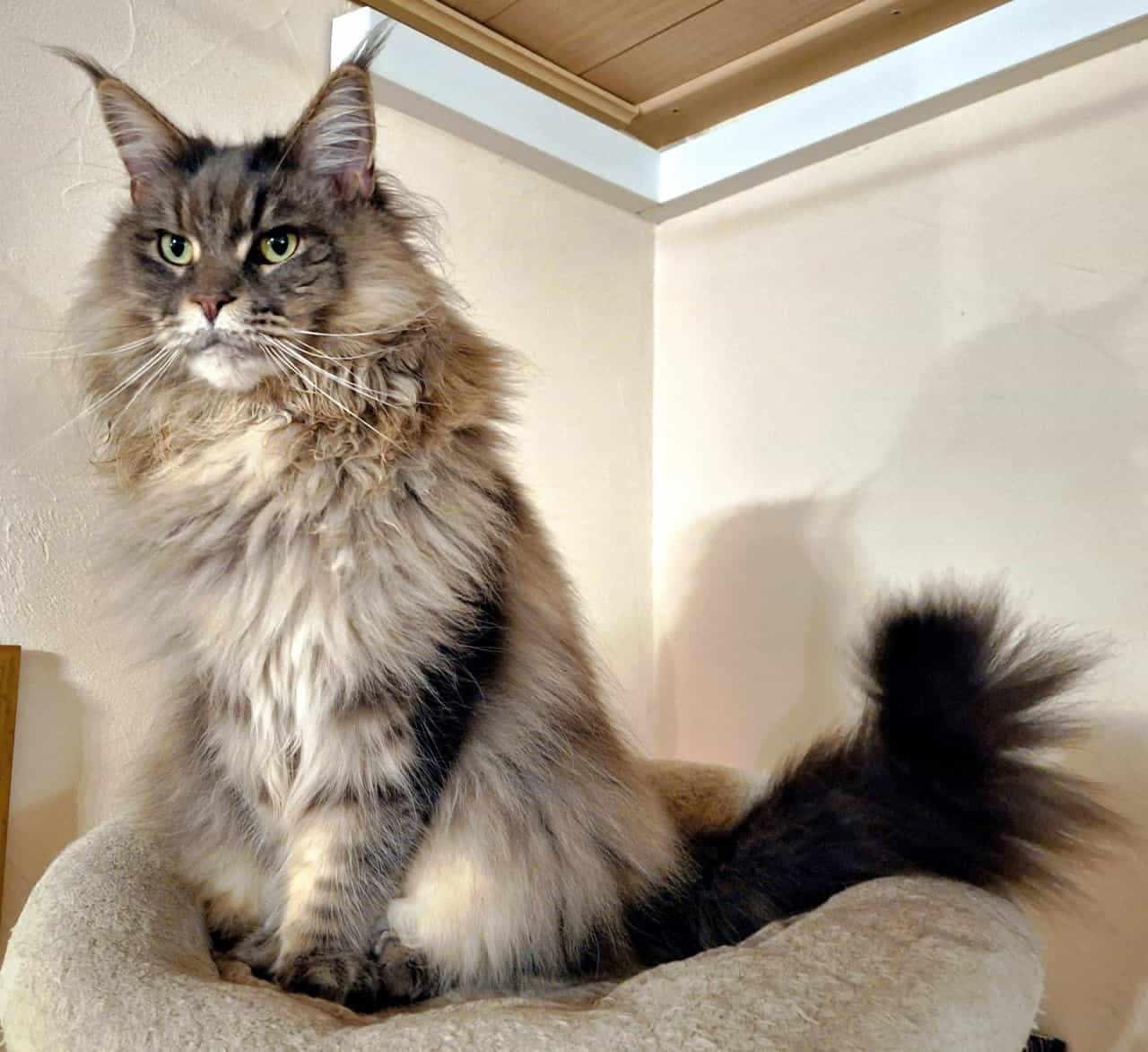 Jada of Maine Coon 5 Jahre alt Jada of Maine Coon 5 Jahre alt