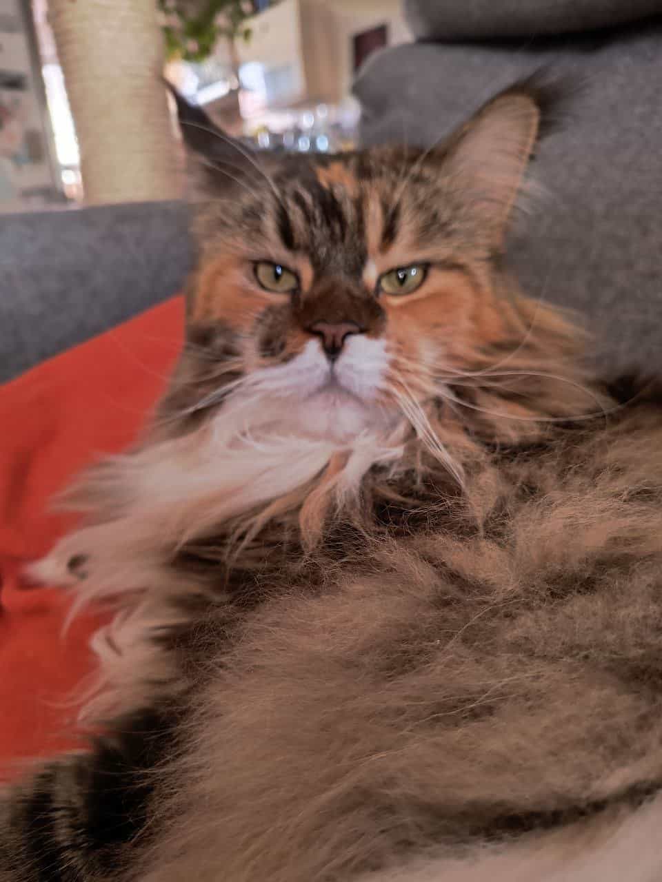 Lady Wilma Lady Wilma