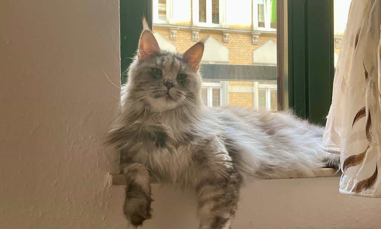 Meine Große Kosma Meine Große Kosma