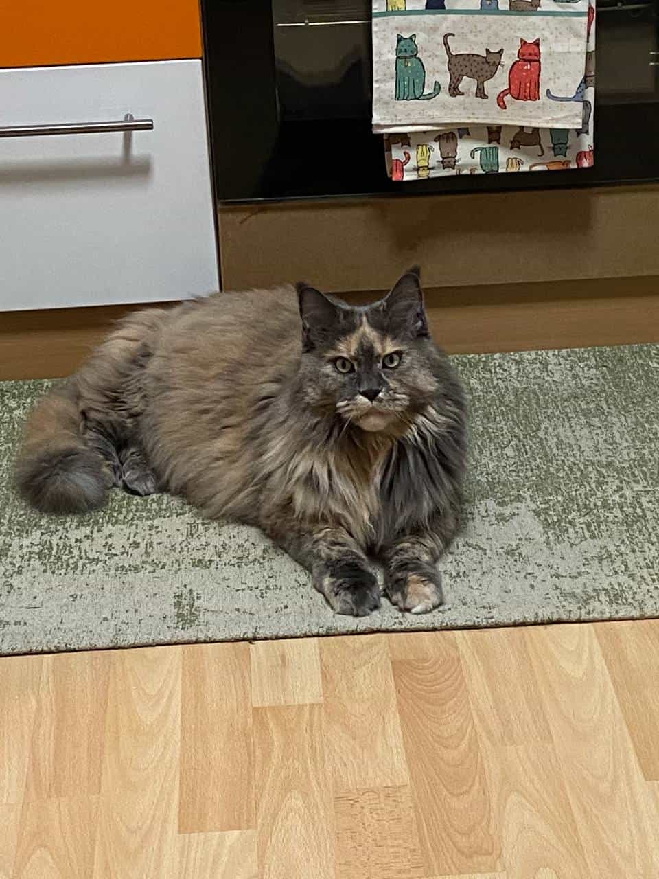 Meine schöne Zoey Meine schöne Zoey