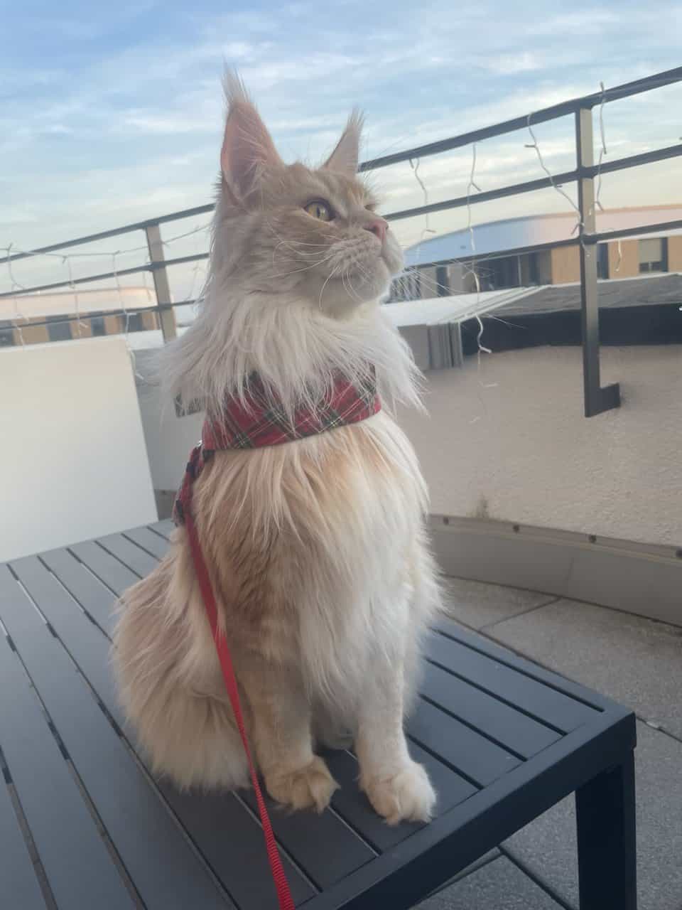 Mr Knubbelschnute Mr Knubbelschnute