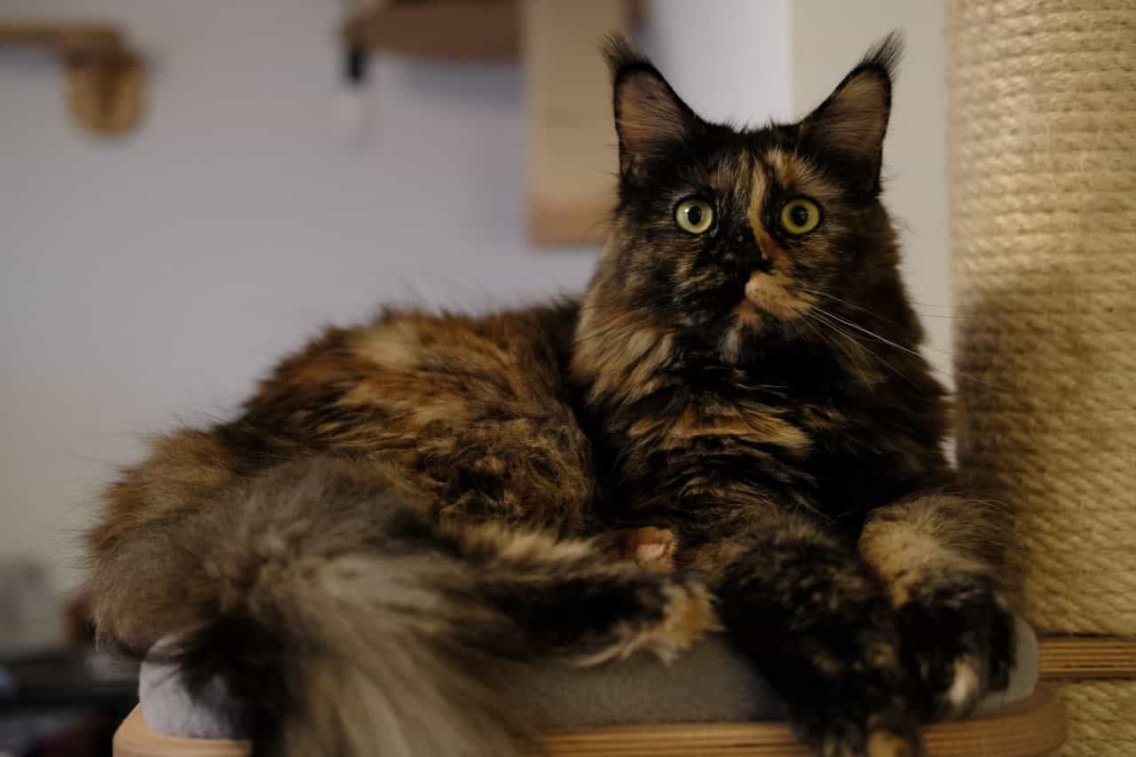 Ninja Jutta Ninja Jutta