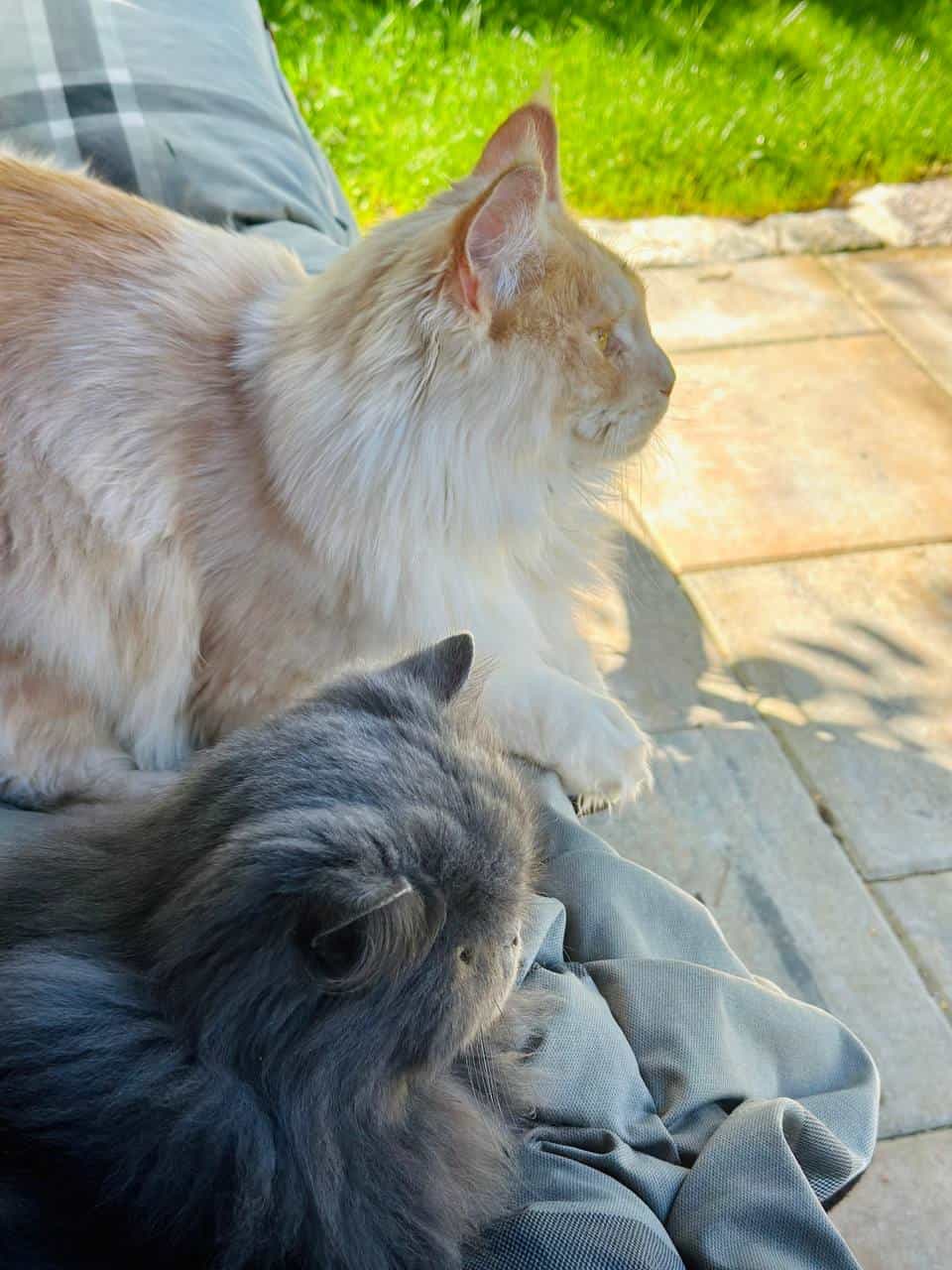 Perser Profil vs Coonie Profil Perser Profil vs Coonie Profil