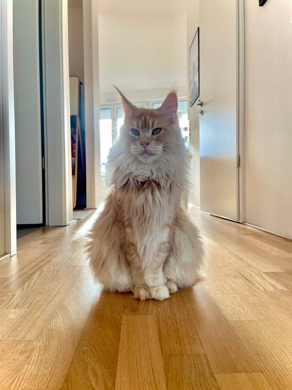 Prachtbursche Prachtbursche