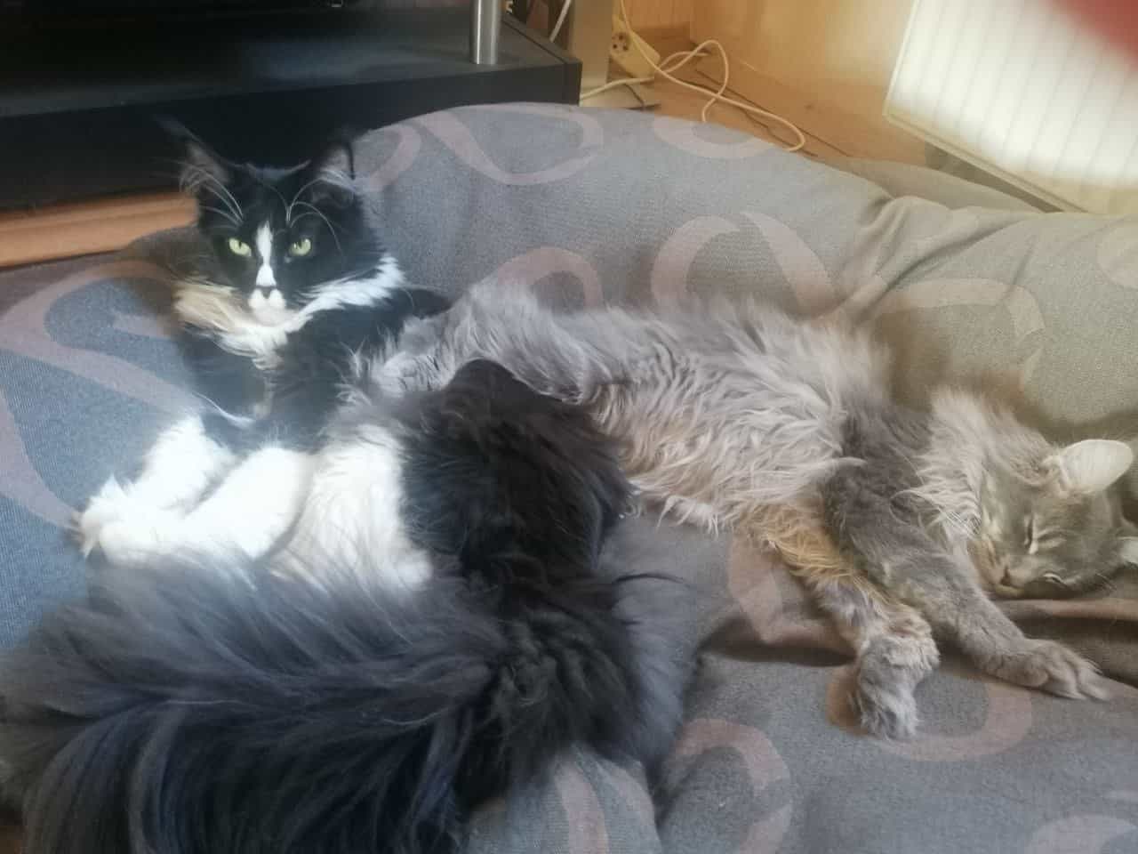 Ruby und Gurke lassen es sich gut gehen Ruby und Gurke lassen es sich gut gehen