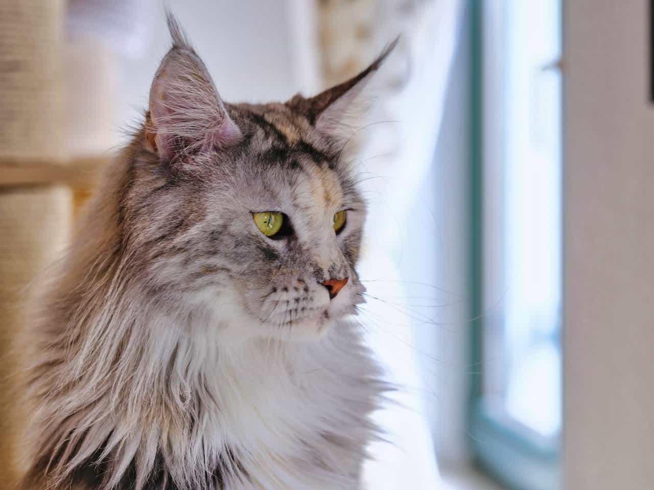 Silberprinzessin Kosma Silberprinzessin Kosma