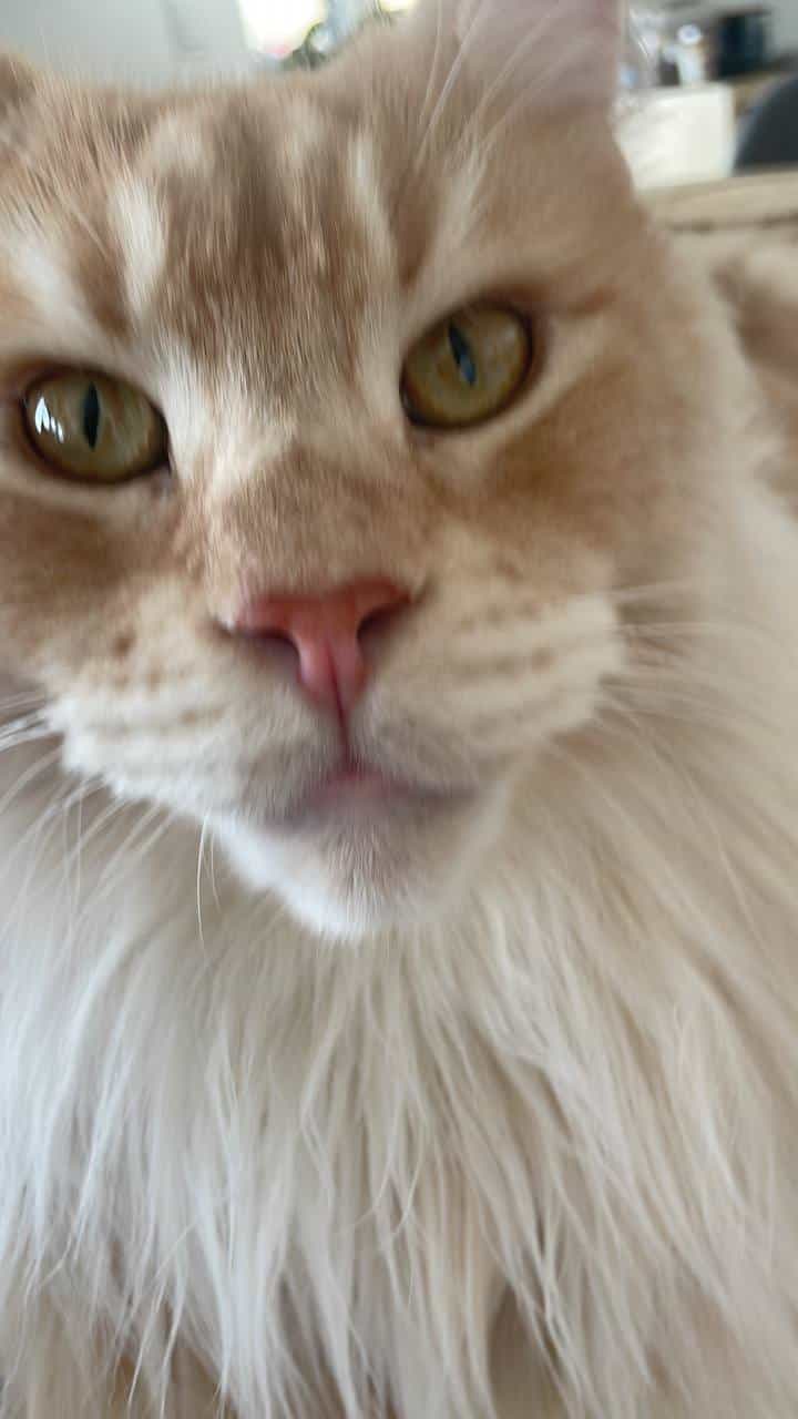 Simba macht die Portraitsfotos Simba macht die Portraitsfotos