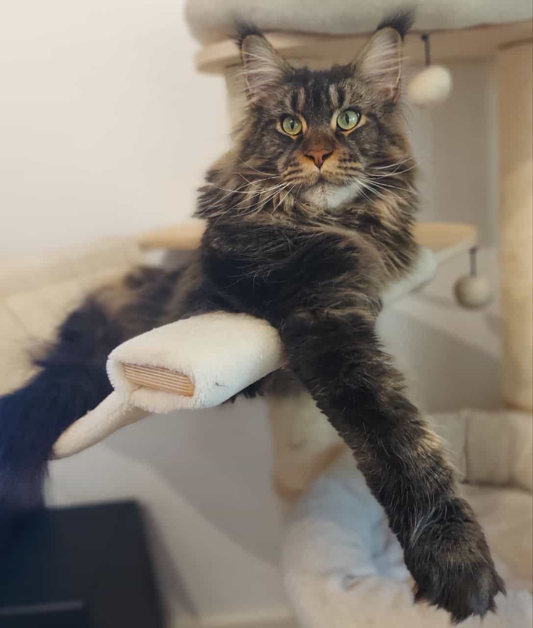 Süssester aller allersüssesten Harisse Süssester aller allersüssesten Harisse