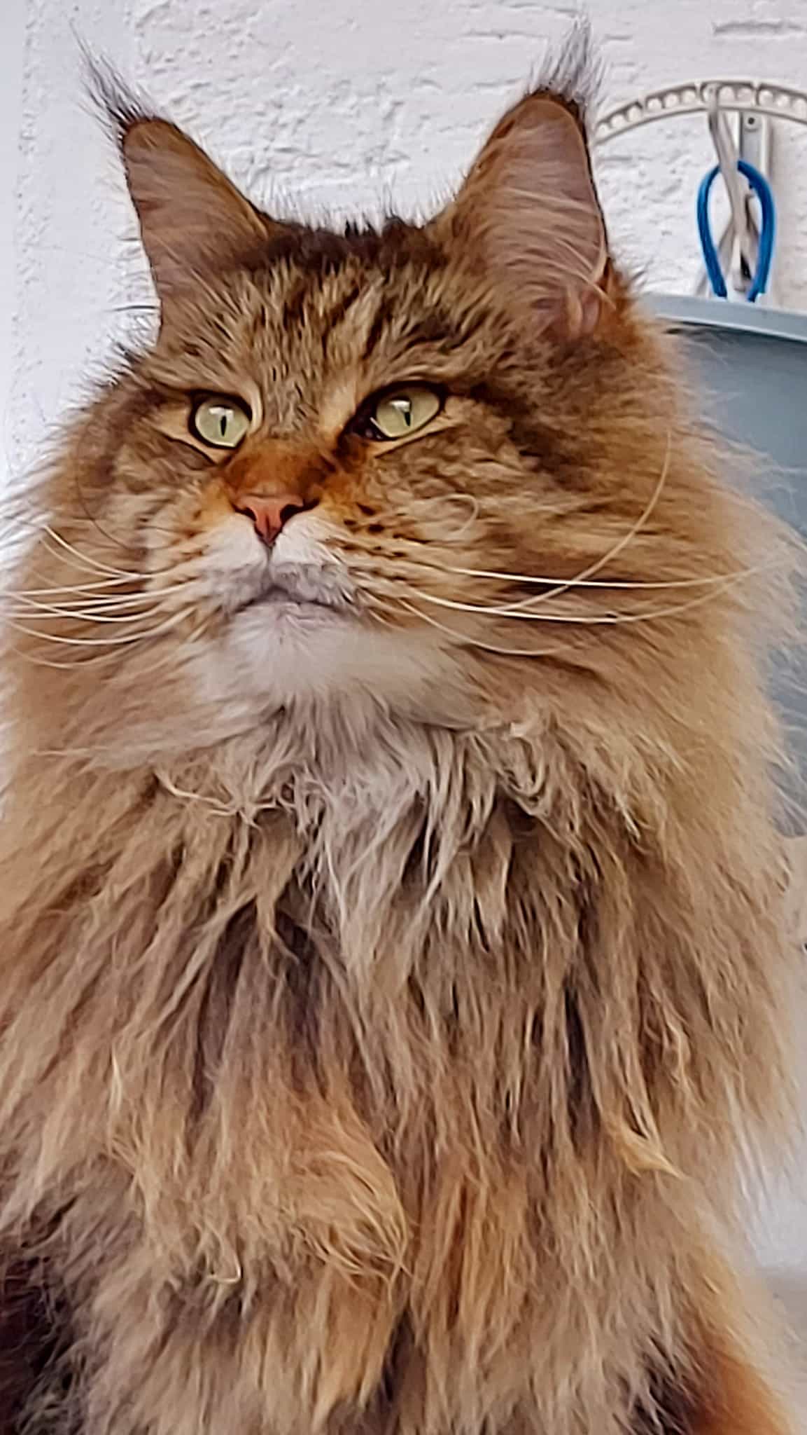 Uriel 6 Jahre alt Uriel 6 Jahre alt