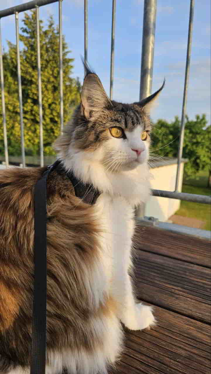 Abendsonne genießen und Vögel beobachten Abendsonne genießen und Vögel beobachten