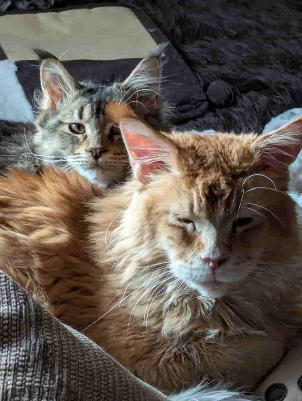 Ach, mein lieber Anton… Ach, mein lieber Anton...