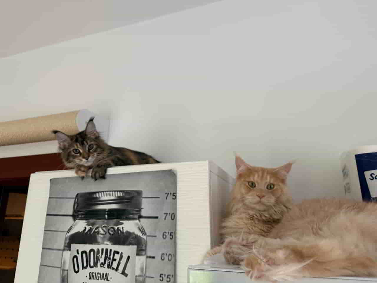 Bonny und Clyde Bonny und Clyde