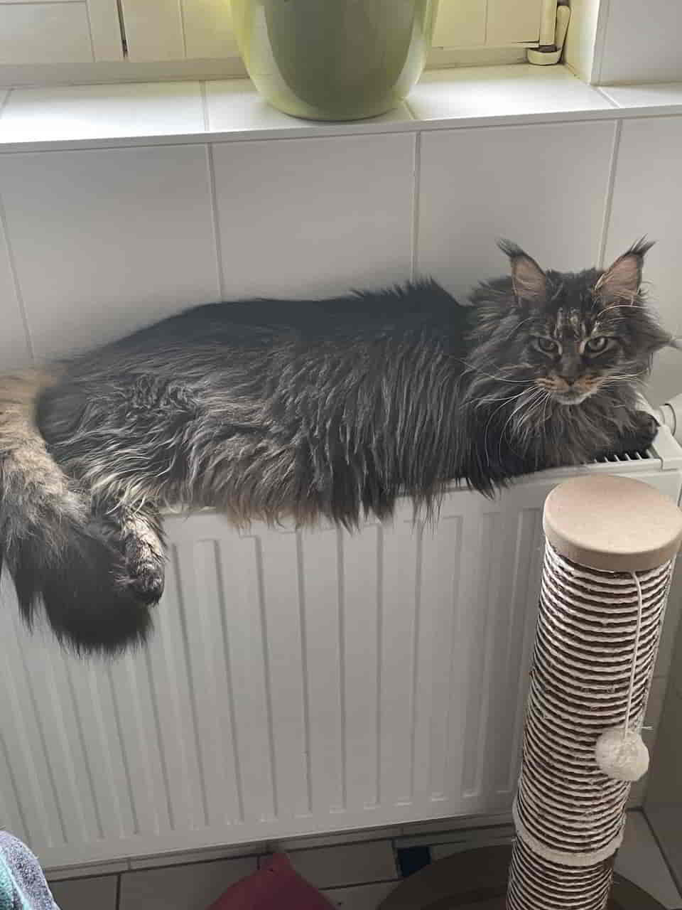 Darky am Morgen, vertreibt Kummer & Sorgen. Und den Schlaf der Gerechten. Darky am Morgen, vertreibt Kummer & Sorgen. Und den Schlaf der Gerechten.